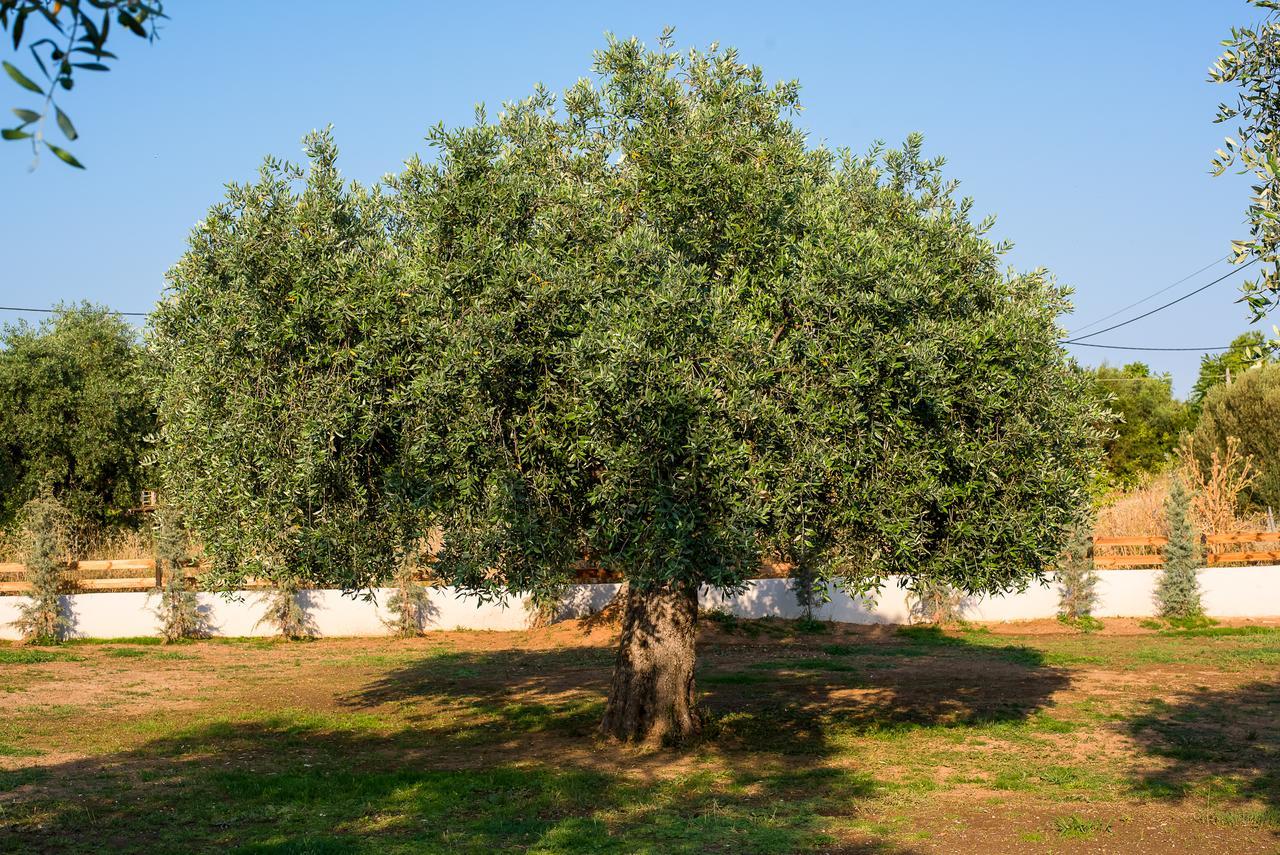 Olive Land Villas يميناريا المظهر الخارجي الصورة
